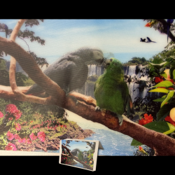 African Grey/Amazon Animated Greeting Card