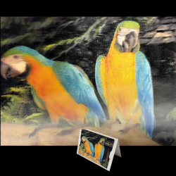 Blue & Gold Macaw Greeting Card