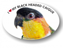 Black Headed Caique Decal
