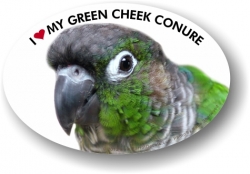 Green Cheek Conure Decal