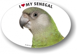 Senegal Parrot Decal