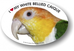 White Bellied Caique Decal
