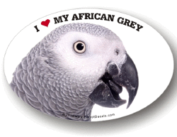 Congo African Grey Decal