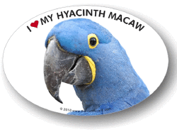 Hyacinth Macaw Decal