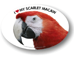 Scarlet Macaw Decal