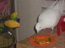 Even doves love Birdie Bread!