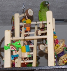 I'm King of my Cage!