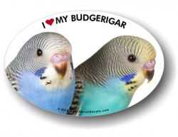 Budgerigar/Parakeet Decal