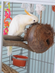 Nutty for her Coconutty!