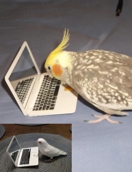 Mini Mac Notebook For Small Birds