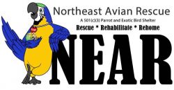 Northeast Avian Rescue