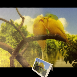 Parakeet Animated Greeting Card