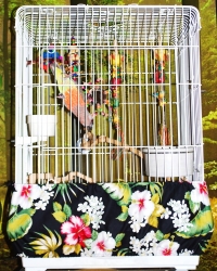 Scooter Z Bird Cage Seed Guard Medium