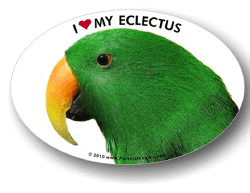 Eclectus Male Decal