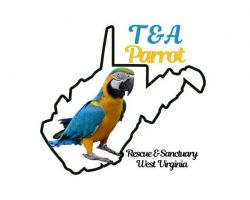 T&A Parrot Rescue