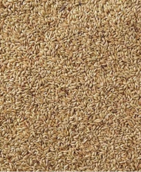 Golden Gourmet Canary Seed 5 Pound Bag