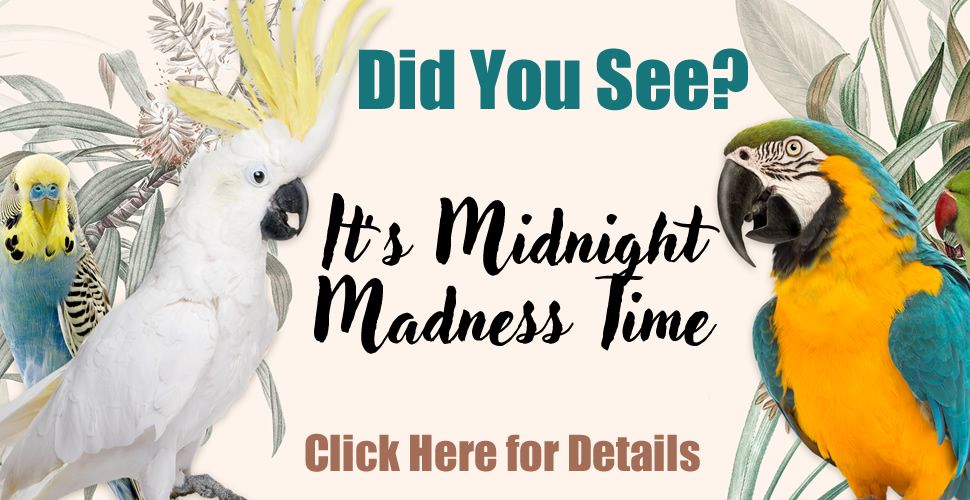 midnight_madness_new_site_r1_c1.jpg